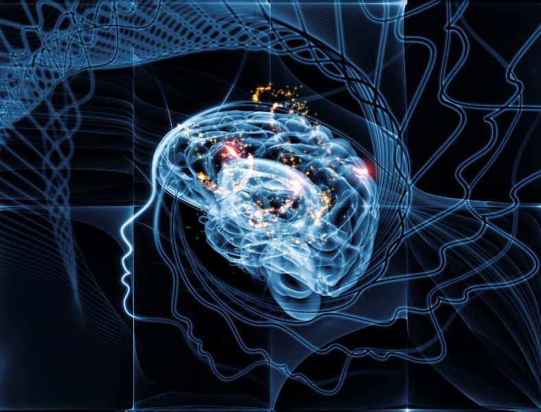 Brain illustration showing hormonal feedback and satiety signals to help reverse type 2 diabetes