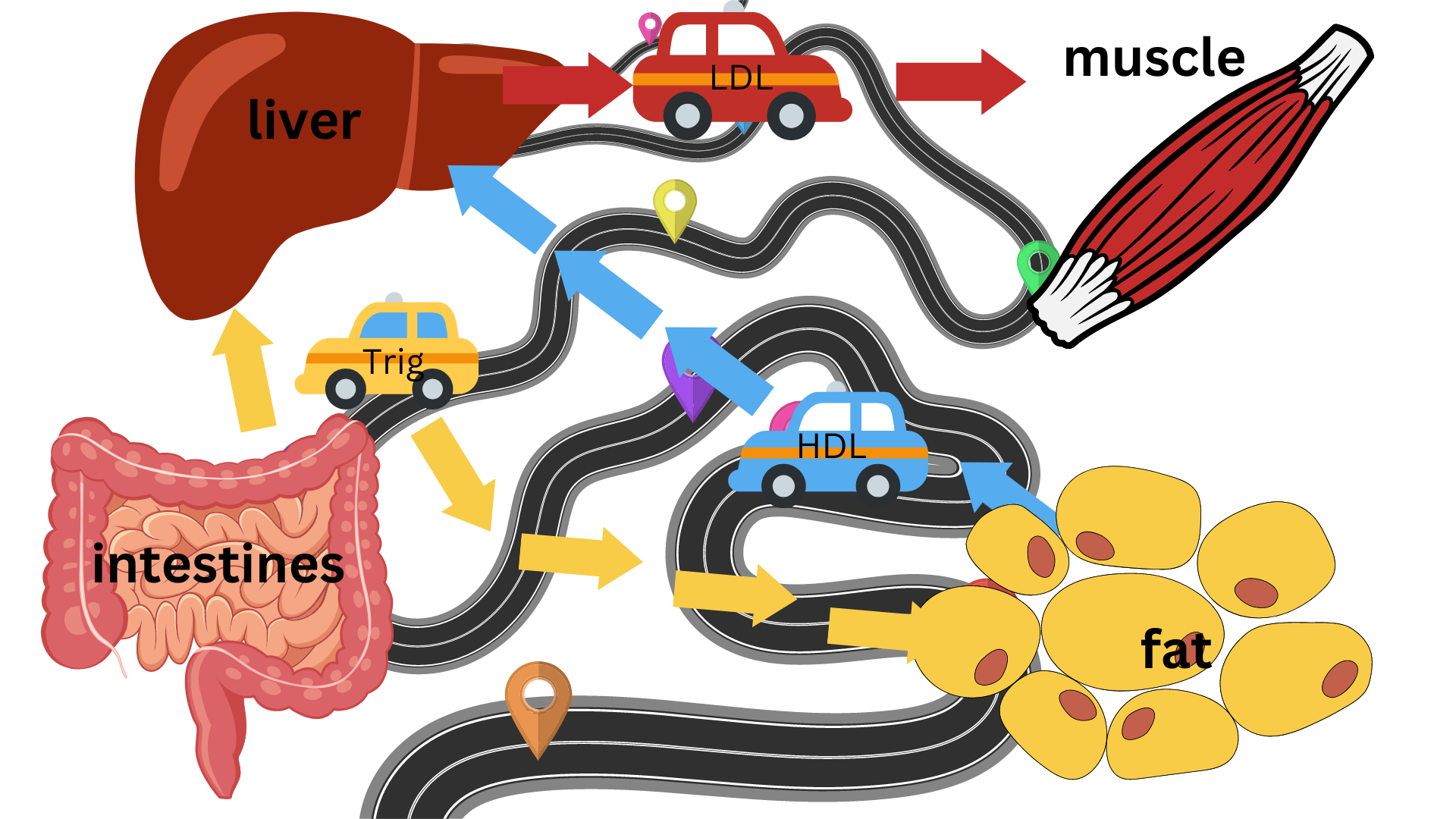 cholesterol like taxi's transporting on a road system