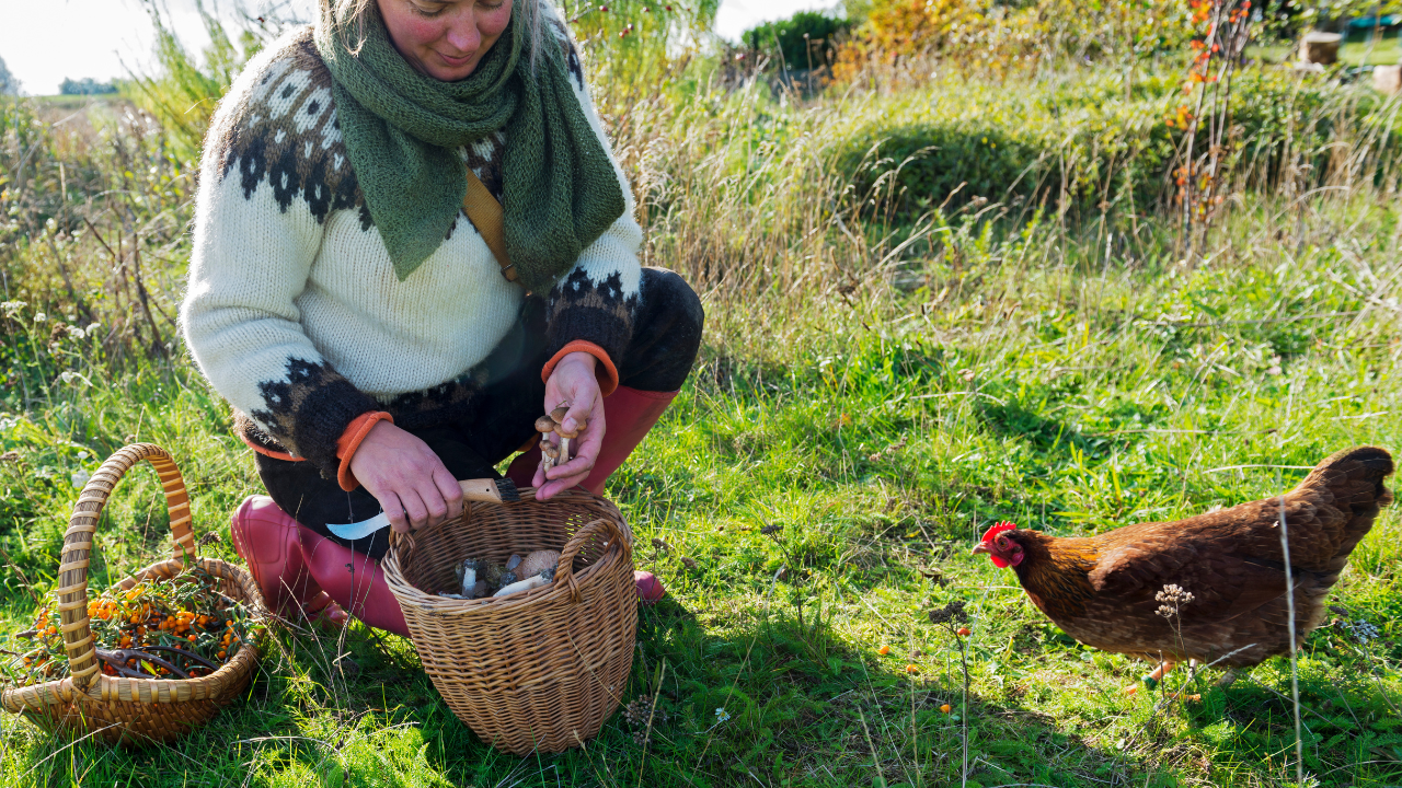 Woman picking fresh mushrooms outdoors, representing natural foods to support reversing type 2 diabetes