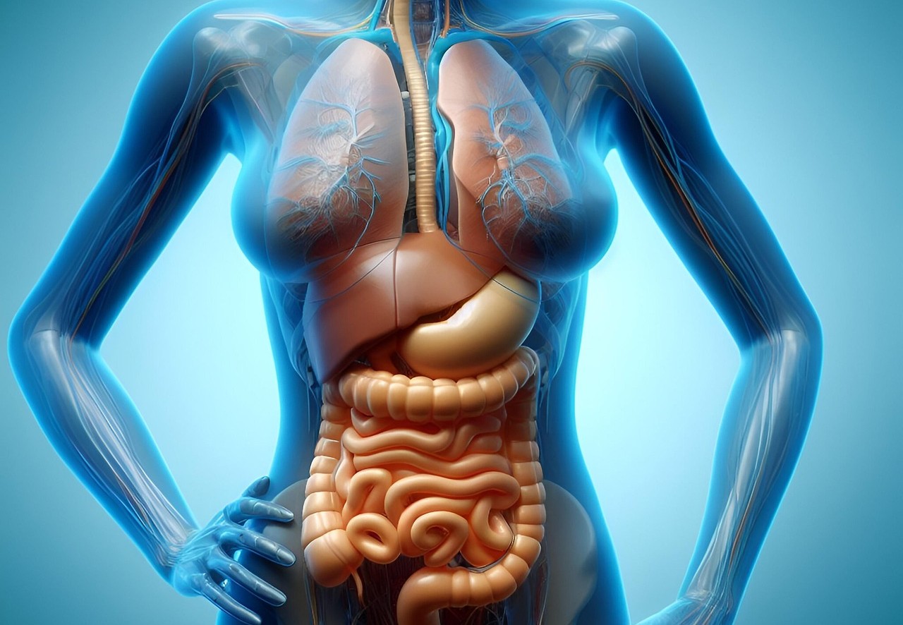 Medical illustration showing the body’s internal organs and how insulin resistance affects type 2 diabetes reversal