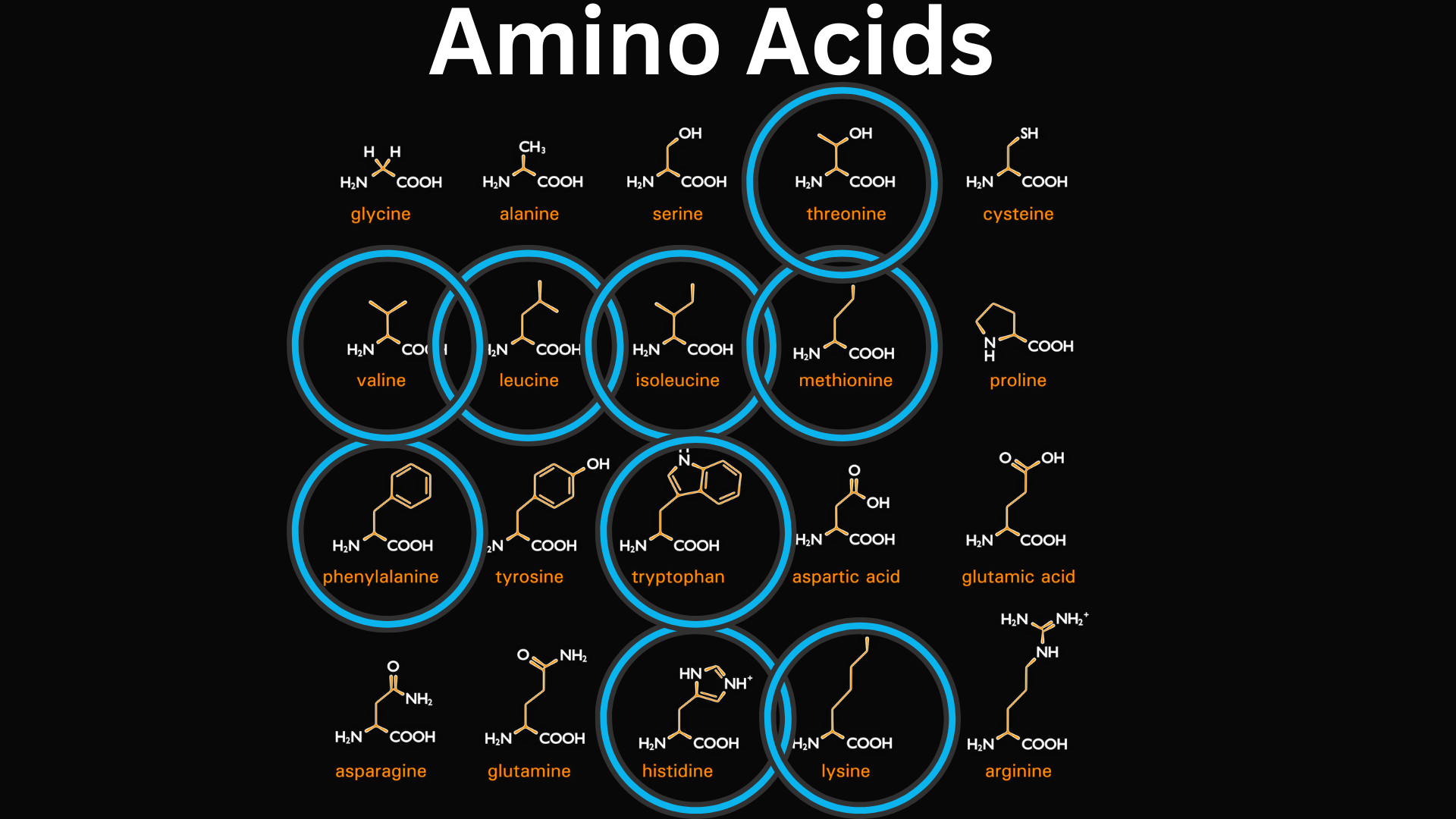 Infographic of essential amino acids showing the role of protein in maintaining metabolic health and controlling type 2 diabetes